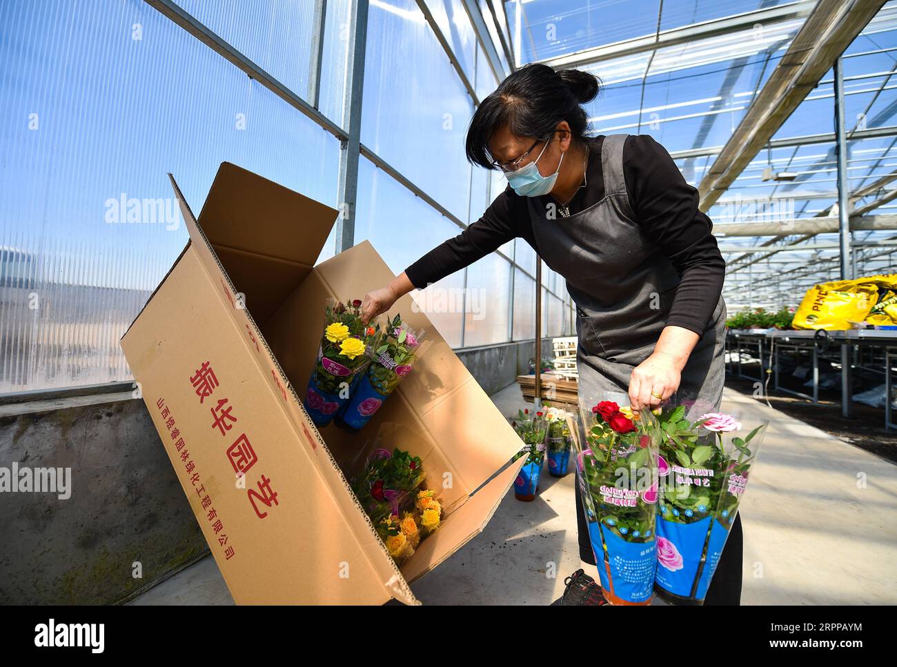 200314 -- TAIYUAN, le 14 mars 2020 -- un membre du personnel emballe des roses dans un parc industriel du district de Jinyuan à Taiyuan, dans la province du Shanxi du nord de la Chine, le 14 mars 2020. À mesure que la demande florale locale augmente, les producteurs de fleurs stimulent la production pour garantir l’approvisionnement dans le cadre de mesures de prévention strictes contre le nouveau coronavirus. CHINA-SHANXI-TAIYUAN-FLOWER-PRODUCTION CN CHAIXTING PUBLICATIONXNOTXINXCHN Banque D'Images