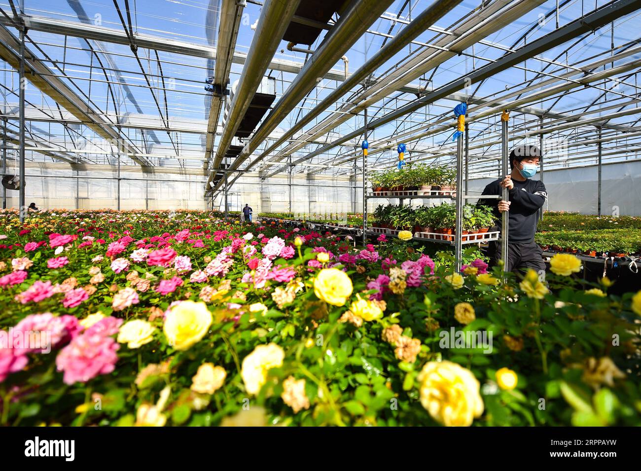 200314 -- TAIYUAN, le 14 mars 2020 -- un membre du personnel livre des fleurs dans un parc industriel du district de Jinyuan à Taiyuan, dans la province du Shanxi du nord de la Chine, le 14 mars 2020. À mesure que la demande florale locale augmente, les producteurs de fleurs stimulent la production pour garantir l’approvisionnement dans le cadre de mesures de prévention strictes contre le nouveau coronavirus. CHINA-SHANXI-TAIYUAN-FLOWER-PRODUCTION CN CHAIXTING PUBLICATIONXNOTXINXCHN Banque D'Images