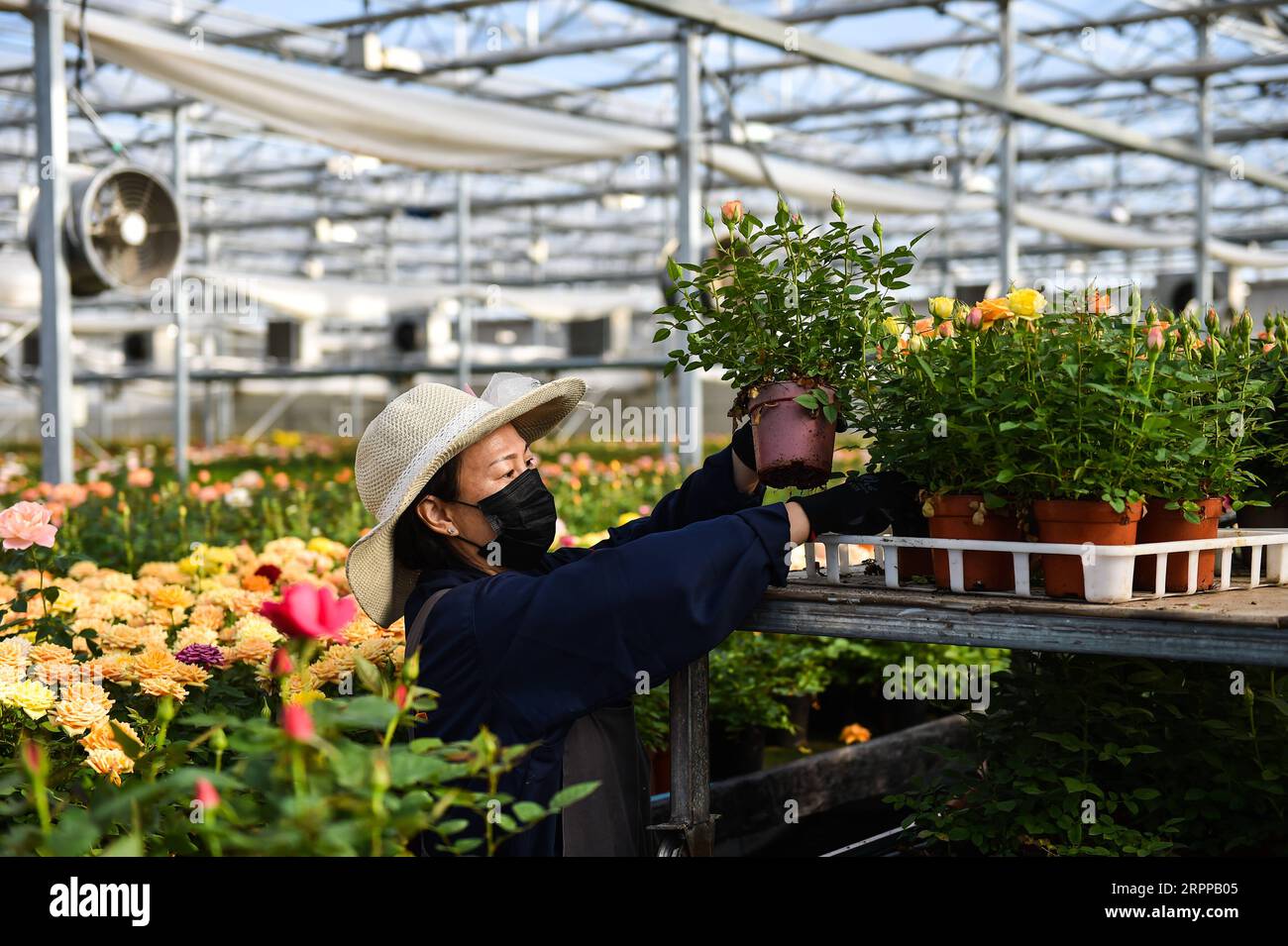 200314 -- TAIYUAN, le 14 mars 2020 -- Un membre du personnel arrange des fleurs dans un parc industriel du district de Jinyuan à Taiyuan, dans la province du Shanxi du nord de la Chine, le 14 mars 2020. À mesure que la demande florale locale augmente, les producteurs de fleurs stimulent la production pour garantir l’approvisionnement dans le cadre de mesures de prévention strictes contre le nouveau coronavirus. CHINA-SHANXI-TAIYUAN-FLOWER-PRODUCTION CN CHAIXTING PUBLICATIONXNOTXINXCHN Banque D'Images