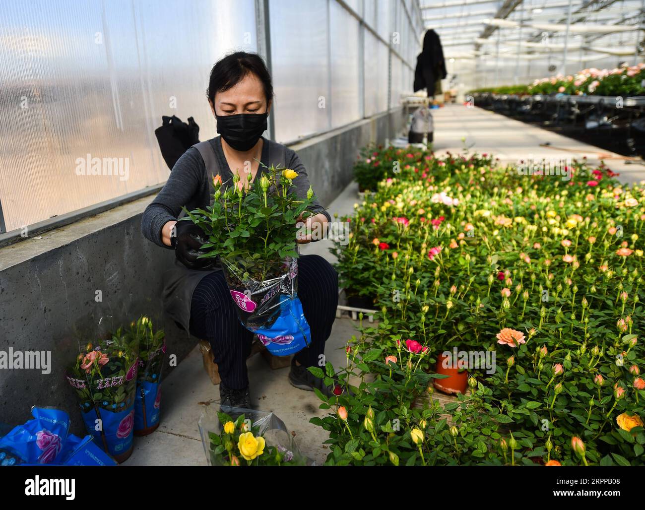 200314 -- TAIYUAN, le 14 mars 2020 -- un membre du personnel emballe des fleurs dans un parc industriel du district de Jinyuan à Taiyuan, dans la province du Shanxi du nord de la Chine, le 14 mars 2020. À mesure que la demande florale locale augmente, les producteurs de fleurs stimulent la production pour garantir l’approvisionnement dans le cadre de mesures de prévention strictes contre le nouveau coronavirus. CHINA-SHANXI-TAIYUAN-FLOWER-PRODUCTION CN CHAIXTING PUBLICATIONXNOTXINXCHN Banque D'Images
