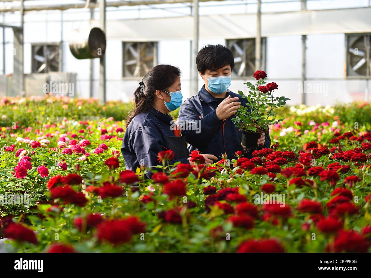 200314 -- TAIYUAN, 14 mars 2020 -- des membres du personnel ramassent des roses dans un parc industriel du district de Jinyuan à Taiyuan, province du Shanxi, dans le nord de la Chine, le 14 mars 2020. À mesure que la demande florale locale augmente, les producteurs de fleurs stimulent la production pour garantir l’approvisionnement dans le cadre de mesures de prévention strictes contre le nouveau coronavirus. CHINA-SHANXI-TAIYUAN-FLOWER-PRODUCTION CN CHAIXTING PUBLICATIONXNOTXINXCHN Banque D'Images