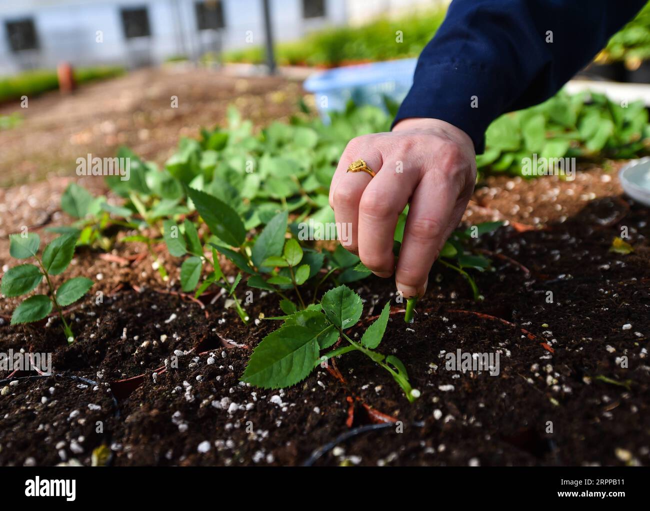 200314 -- TAIYUAN, le 14 mars 2020 -- Un membre du personnel travaille dans un parc industriel du district de Jinyuan à Taiyuan, dans la province du Shanxi du nord de la Chine, le 14 mars 2020. À mesure que la demande florale locale augmente, les producteurs de fleurs stimulent la production pour garantir l’approvisionnement dans le cadre de mesures de prévention strictes contre le nouveau coronavirus. CHINA-SHANXI-TAIYUAN-FLOWER-PRODUCTION CN CHAIXTING PUBLICATIONXNOTXINXCHN Banque D'Images
