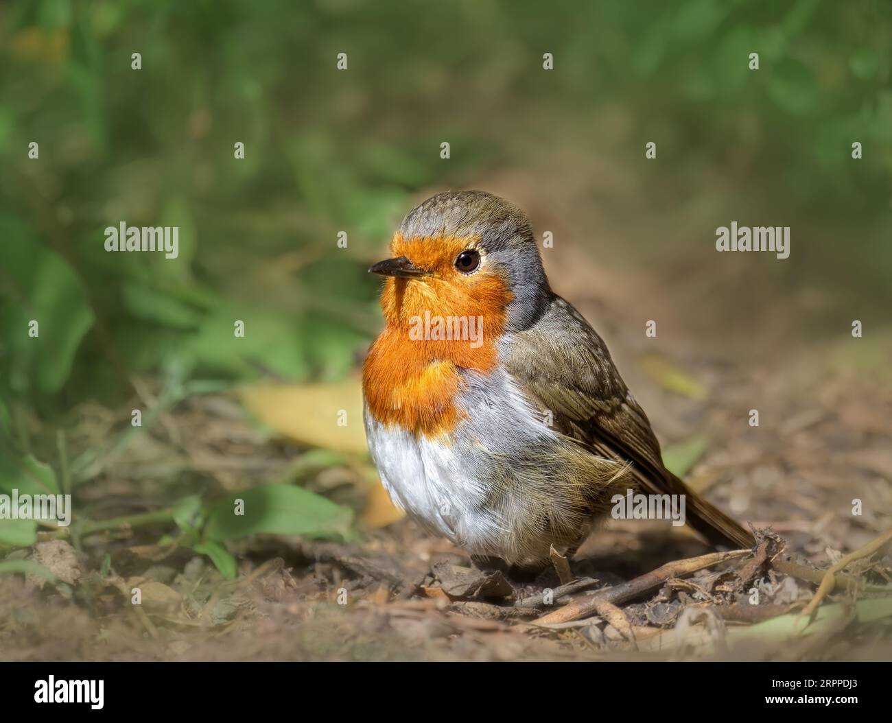 Un Robin endémique de Gran Canaria, erithacus rubecula marionae, une sous-espèce de Robin d'Europe avec un ventre plus blanc et un oeil pâle, Gran Canaria Espagne Banque D'Images