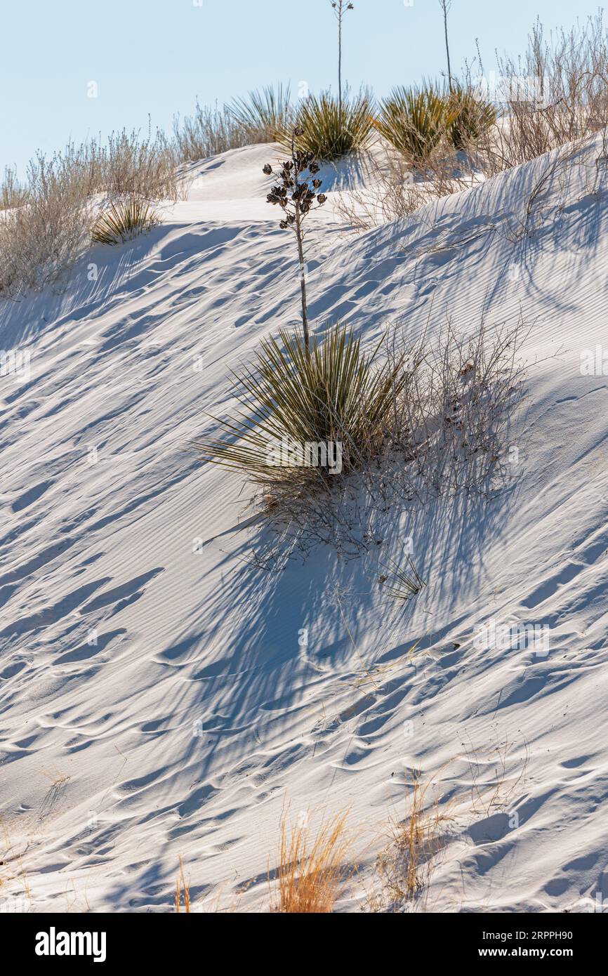 Champs de dunes de gypse au monument national de White Sands situé dans le désert de Chihuahuan et le bassin de Tularosa près d'Alamogordo, Nouveau-Mexique, États-Unis Banque D'Images