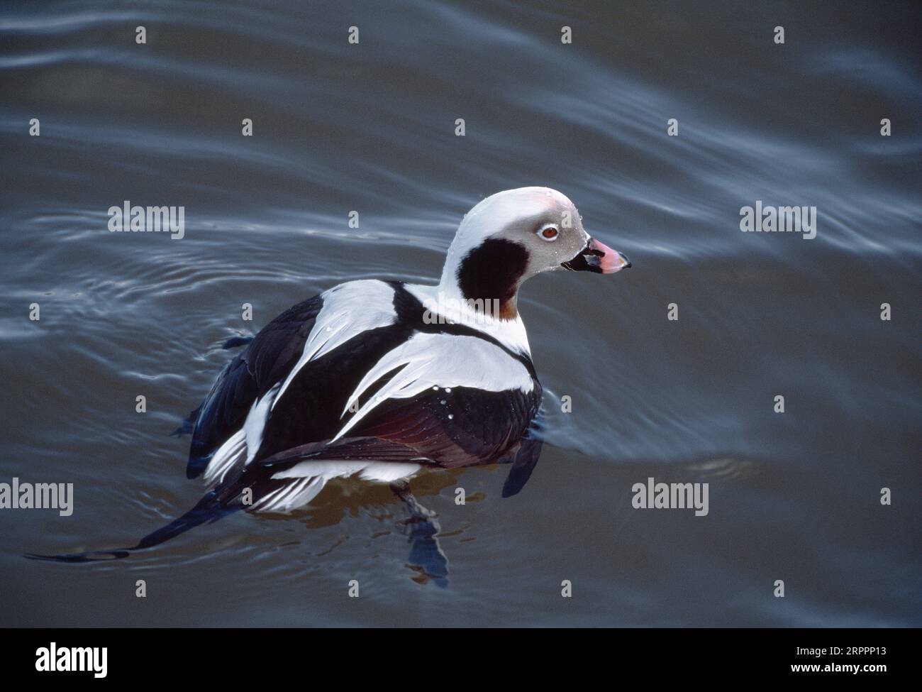 Oiseau mâle de canard à longue queue (Clangula hyemalis) / drake, dans un port de pêche en hiver après une tempête hivernale, Northumberland, Angleterre, janvier 1997 Banque D'Images