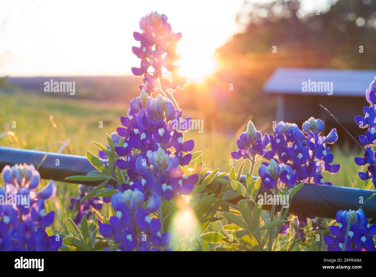 Bluebonnets se prélasser brillamment au printemps Banque D'Images