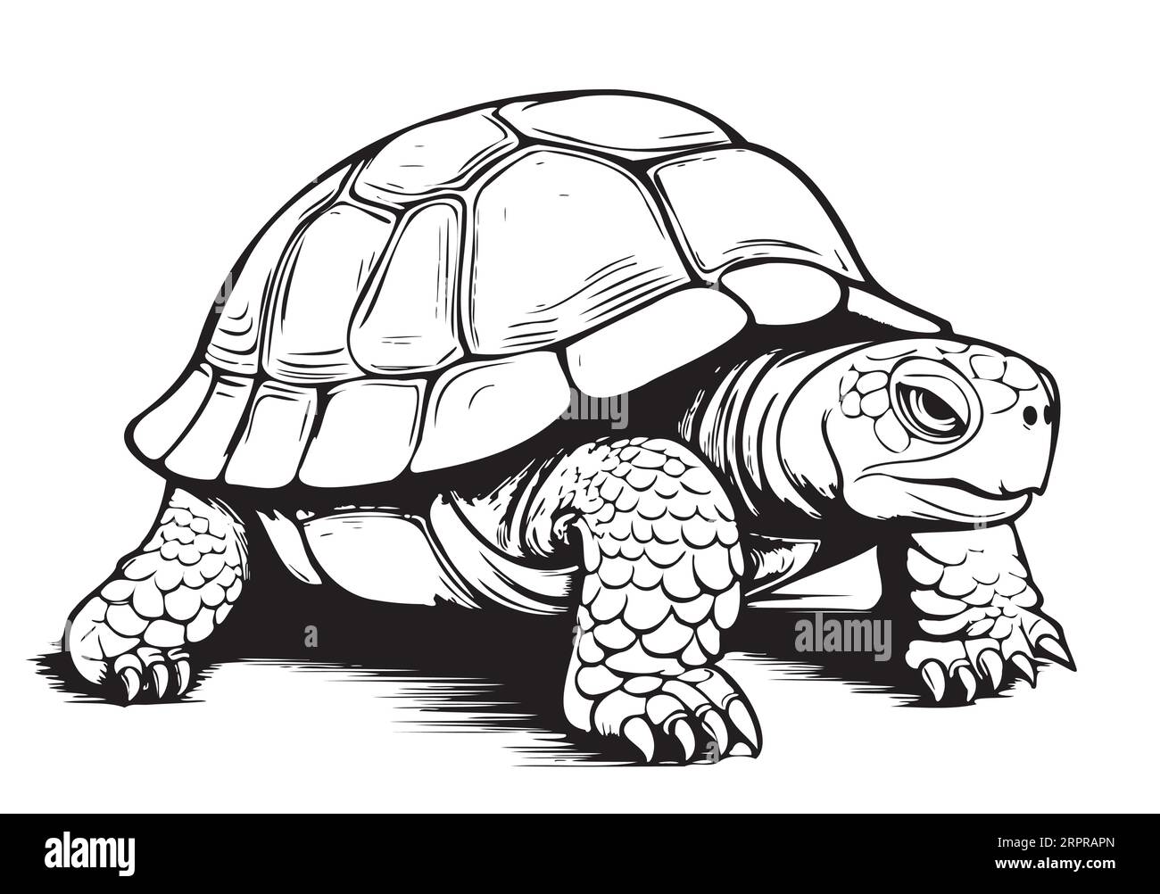 Croquis de reptile de tortue terrestre dessiné à la main dans le vecteur graphique Illustration de Vecteur