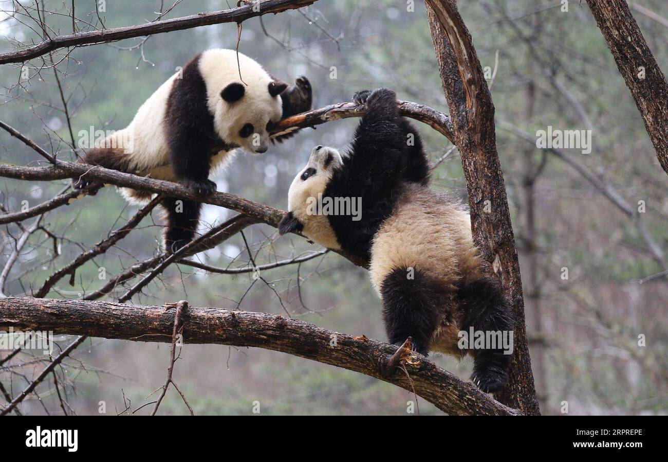 200402 -- XI AN, le 2 avril 2020 -- pandas géants Lulu R et Xiaoxin se frottent sur un arbre dans la base d'entraînement de panda sauvage de Qinling à la Réserve naturelle de Foping, province du Shaanxi au nord-ouest de la Chine, le 2 avril 2020. Photo de /XINHUA CHINA-SHAANXI-QINLING-PANDA CN PuxZhiyong PUBLICATIONxNOTxINxCHN Banque D'Images