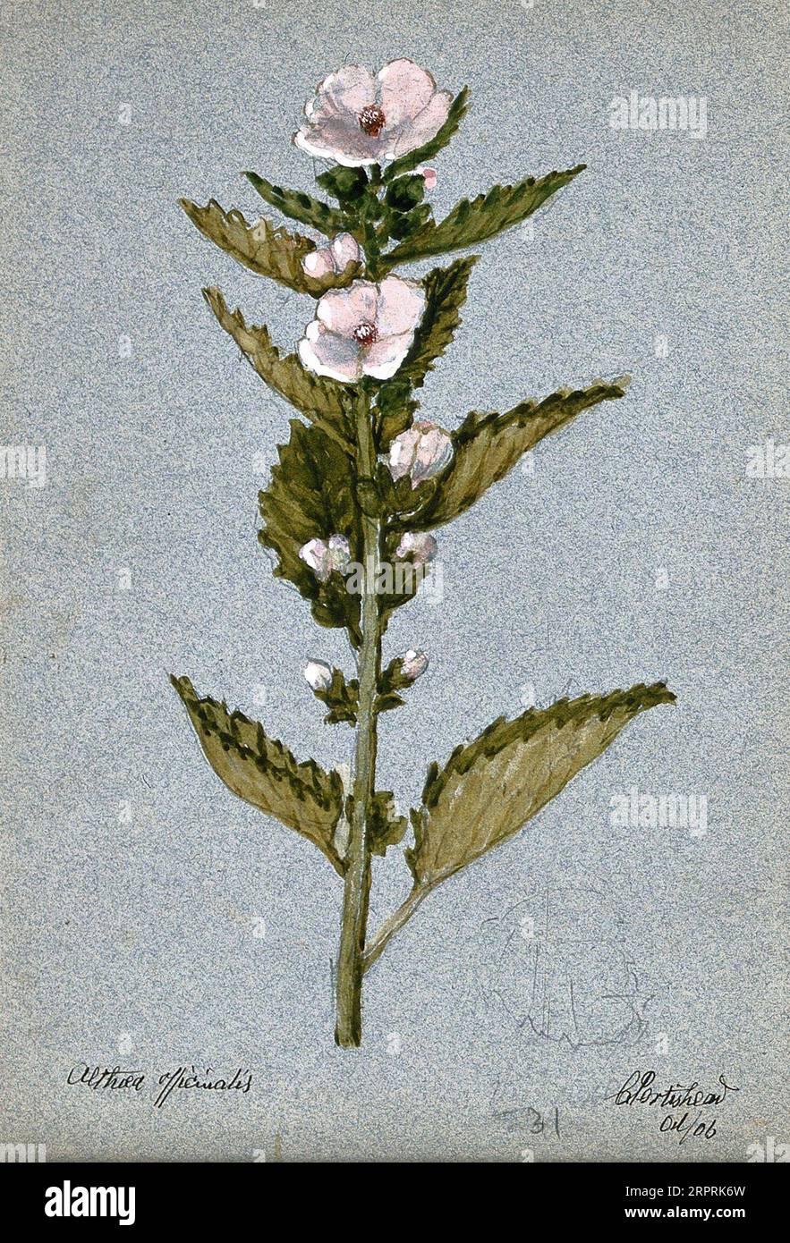Plante de mauve des marais (Althaea officinalis), tige fleurie, aquarelle 1906 Banque D'Images