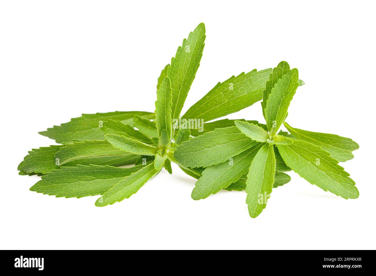 Le Stevia rebaudiana isolé sur fond blanc Banque D'Images