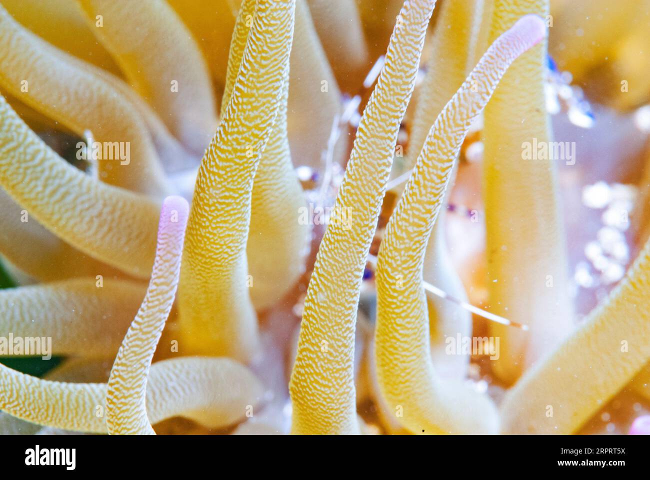 Crevettes nettoyantes à pois dans l'anémone de mer Banque D'Images