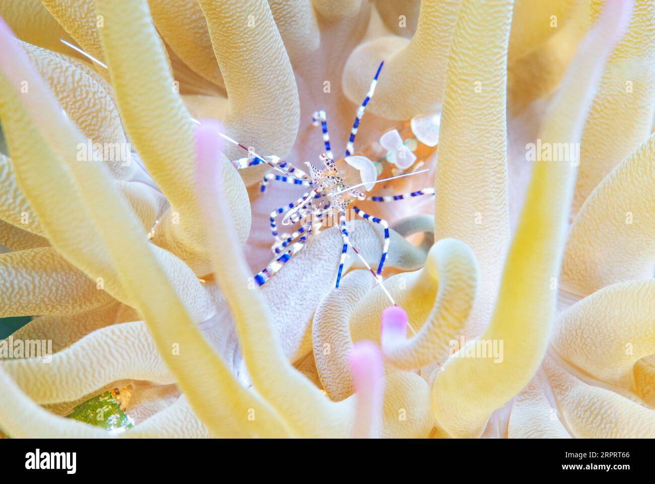 Crevettes nettoyantes à pois dans l'anémone de mer Banque D'Images