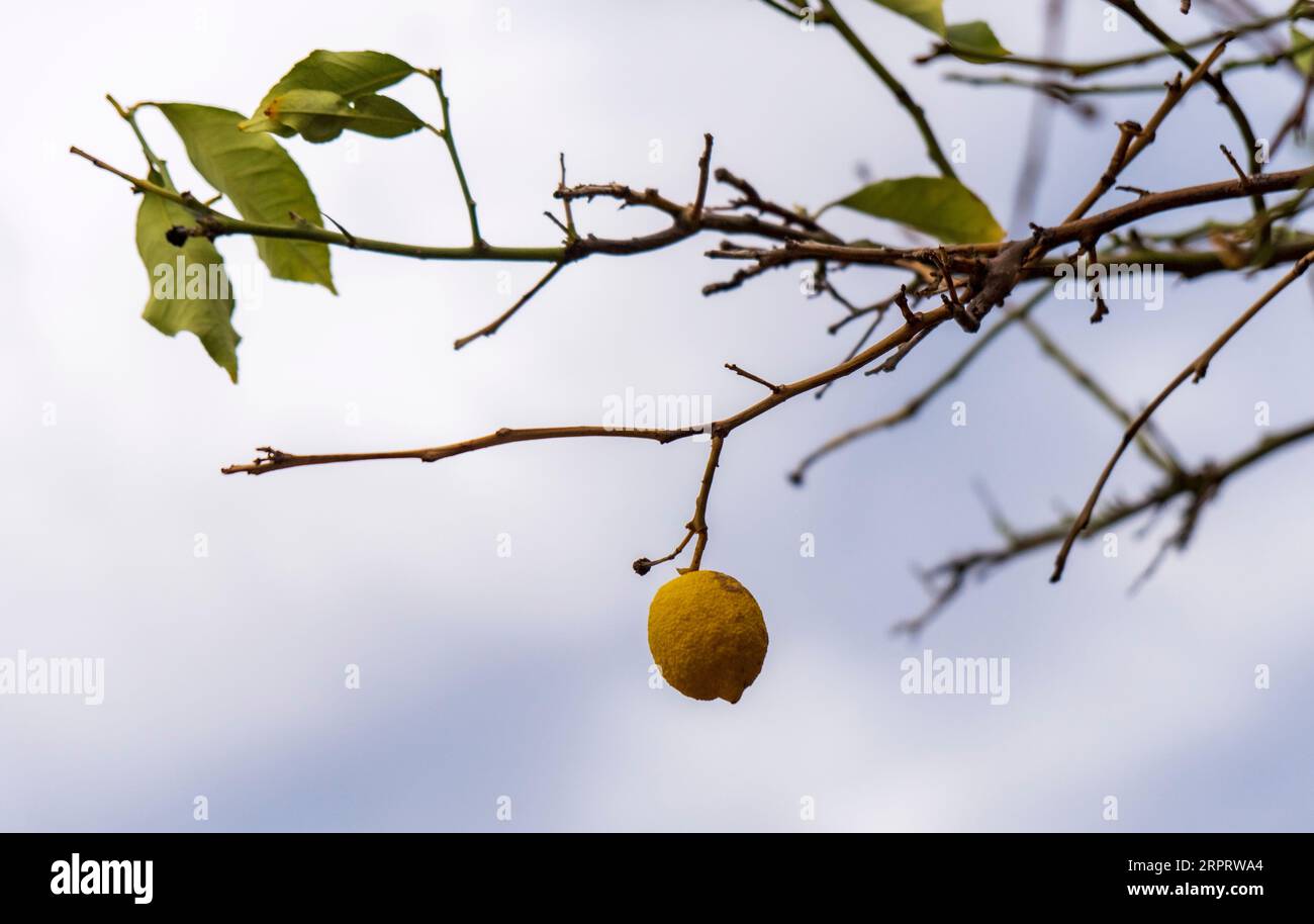 Citronnier desséché avec des fruits mûrs sur les branches contre le ciel en Grèce Banque D'Images