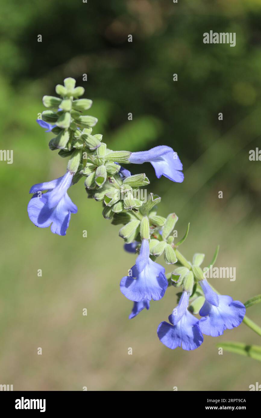 Fleurs de sauge bleue sauvage à Morton Grove, Illinois Banque D'Images