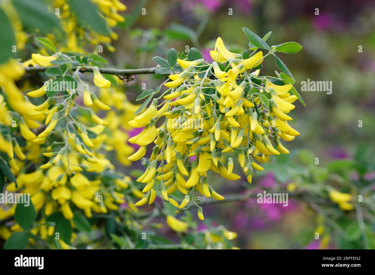 Floraison Laburnum x waterii 'Vossii' Banque D'Images