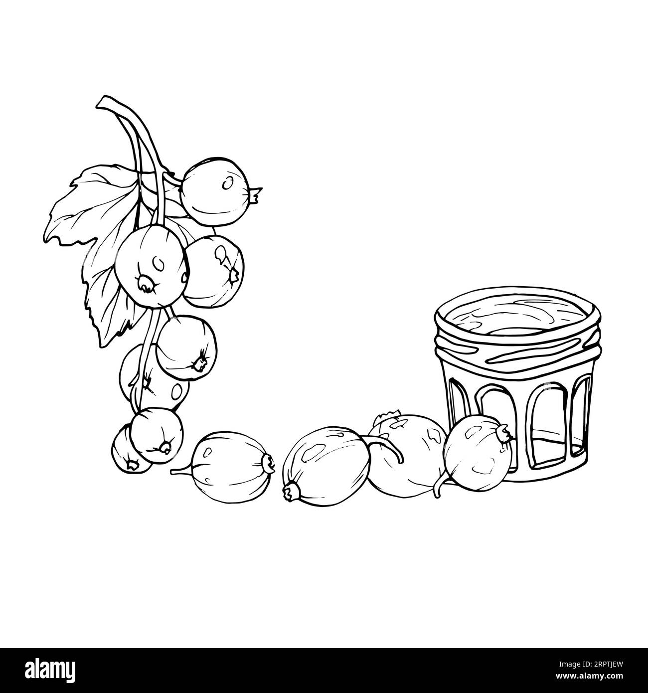 Baies de groseilles rouges isolées sur fond blanc. Illustration botanique vectorielle dessinée à la main. Clip art croquis de branches de baies. Fruit d'été gravé Illustration de Vecteur