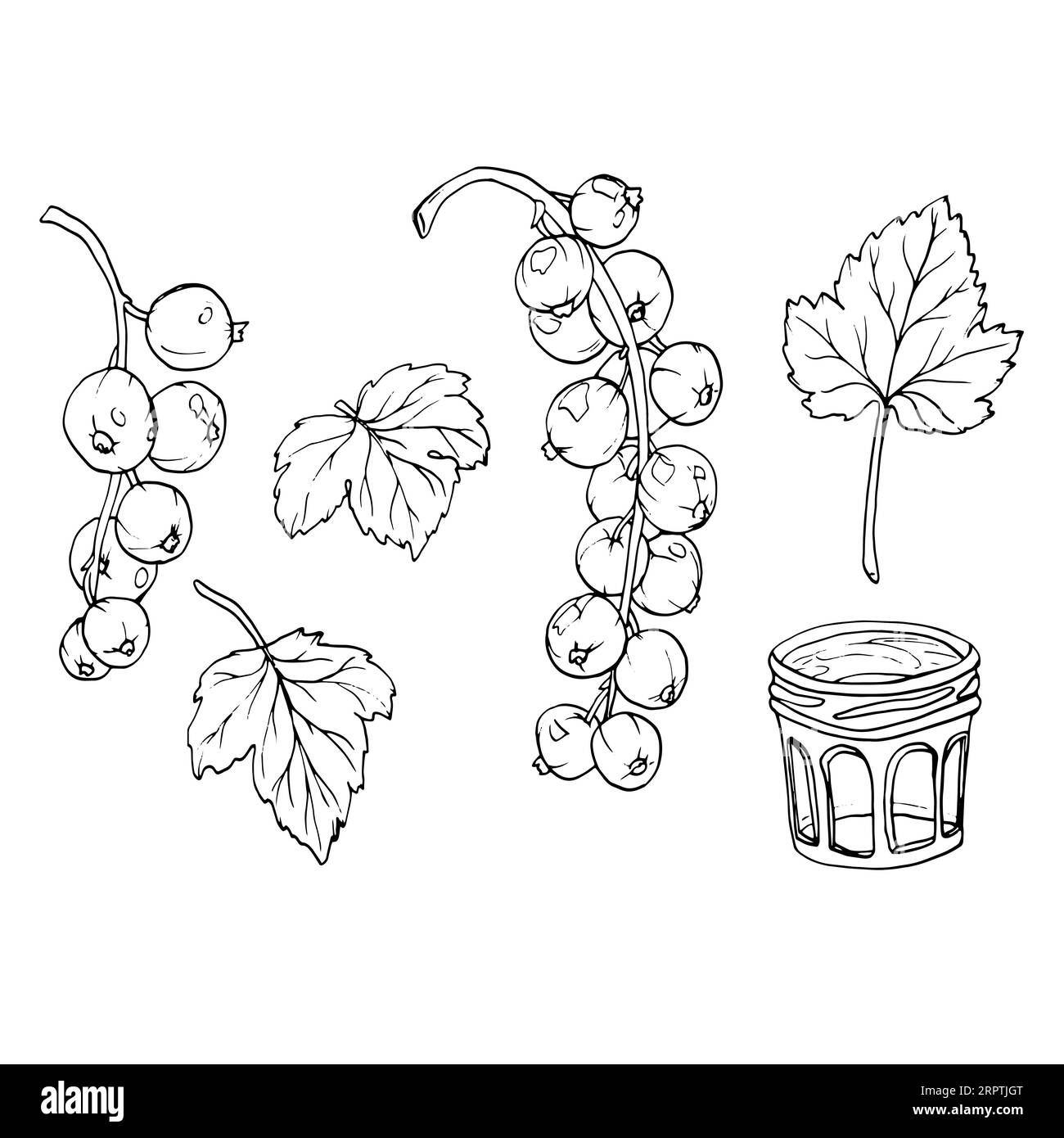 Baies de groseilles rouges isolées sur fond blanc. Illustration botanique vectorielle dessinée à la main. Clip art croquis de branches de baies. Fruit d'été gravé Illustration de Vecteur