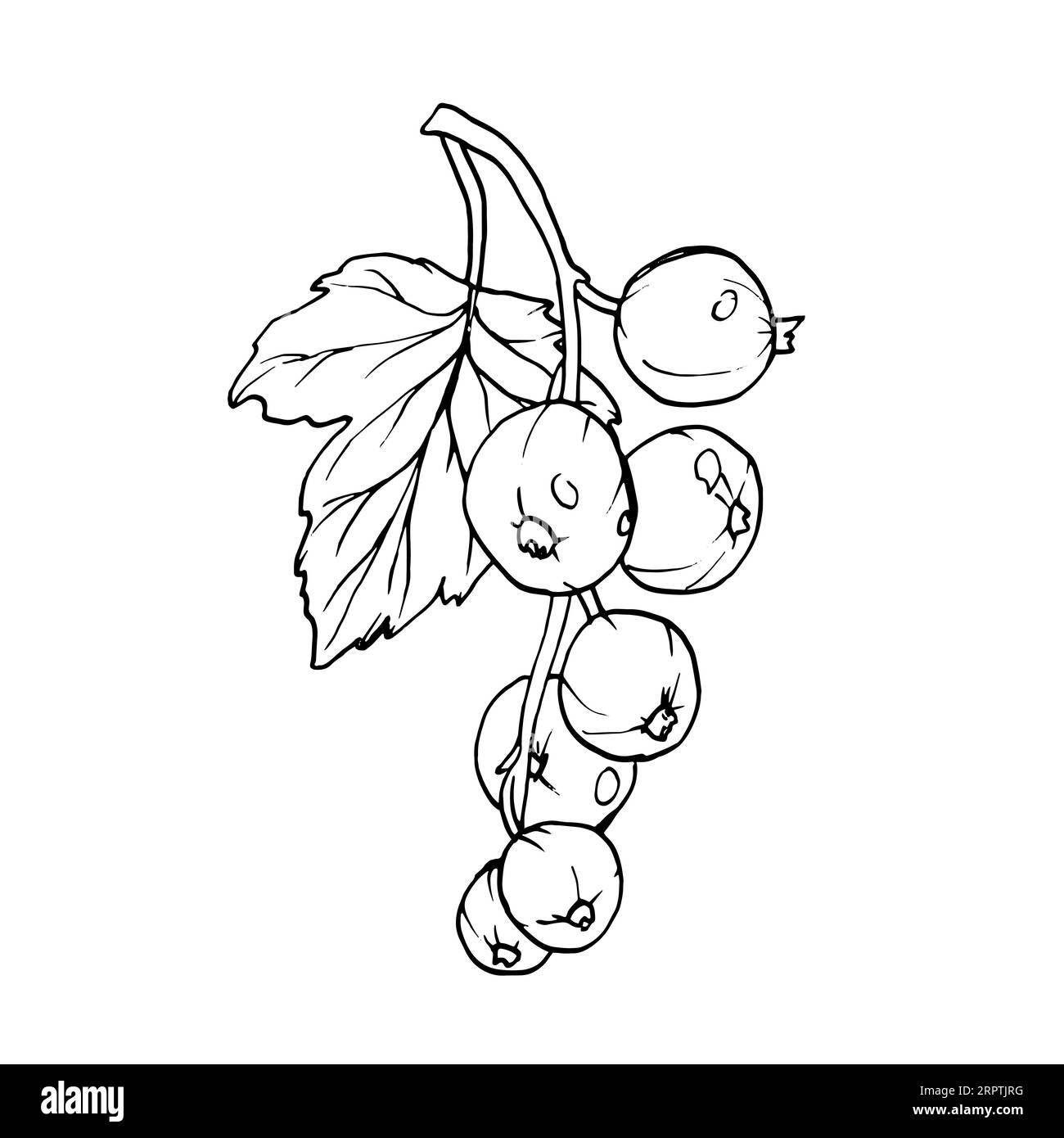 Baies de groseilles rouges isolées sur fond blanc. Illustration botanique vectorielle dessinée à la main. Clip art croquis de branches de baies. Fruit d'été gravé Illustration de Vecteur