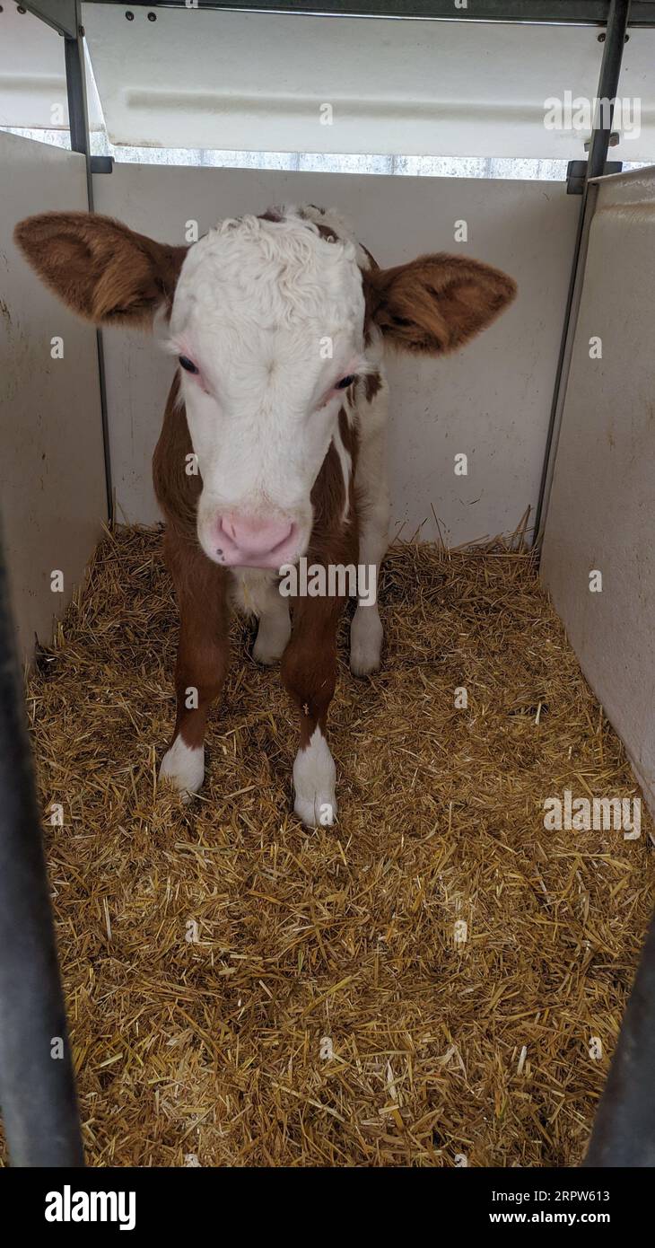 Petit veau avec des étiquettes d'oreille jaune debout dans la cage dans la grange ensoleillée du bétail sur la ferme en campagne regardant la caméra. Élevage de bétail, prenant soin d'un Banque D'Images