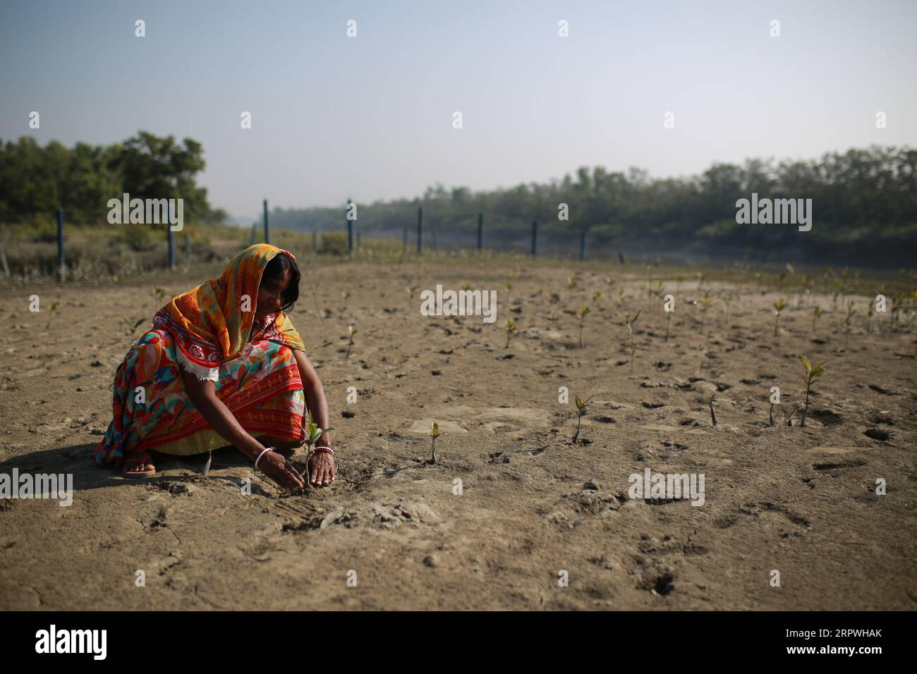 Une femme plantant des mangroves à Sathkhira, au Bangladesh, le 6 janvier 2021. Des millions de personnes sont touchées par la crise climatique dans les ceintures côtières du Bangladesh. Banque D'Images