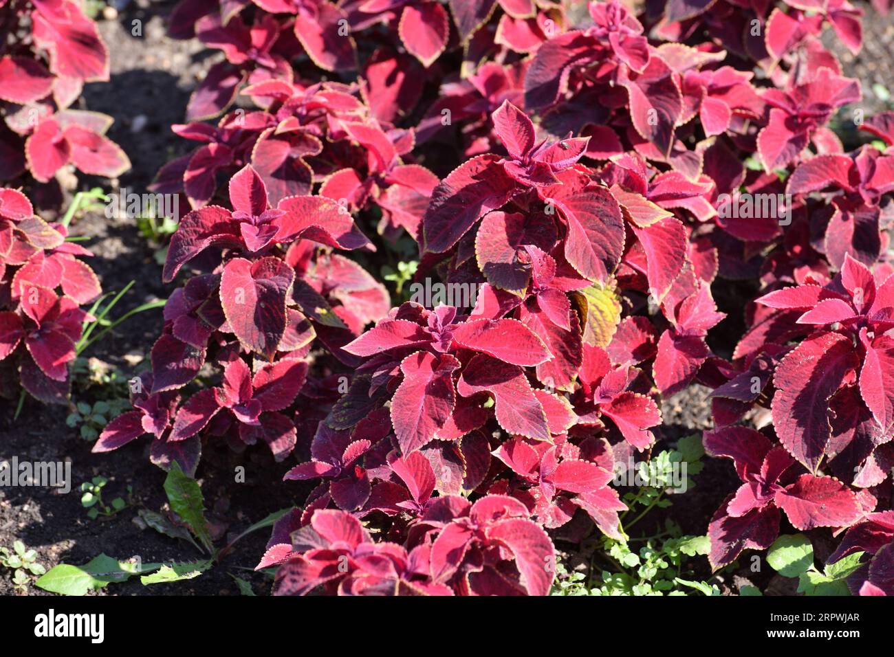 Coleus est une plante herbacée ornementale utilisée pour un jardin paysager Banque D'Images