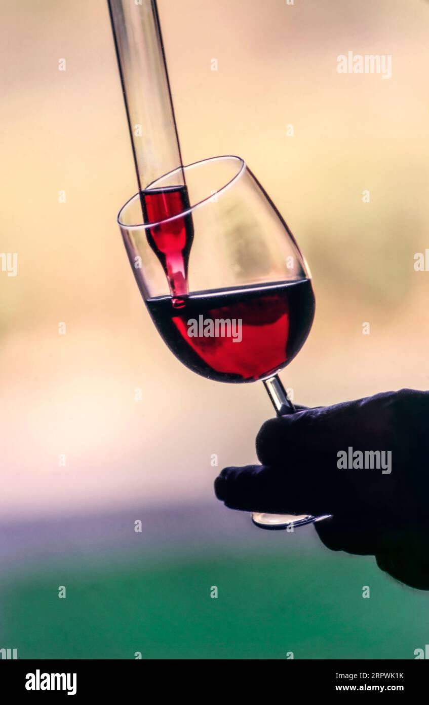 Pinot Noir vin dégustation goût contrôle qualité tiré du tonneau pour dégustation dans le domaine Charles Krug, St Helena, Napa Valley, Californie. ÉTATS-UNIS Banque D'Images