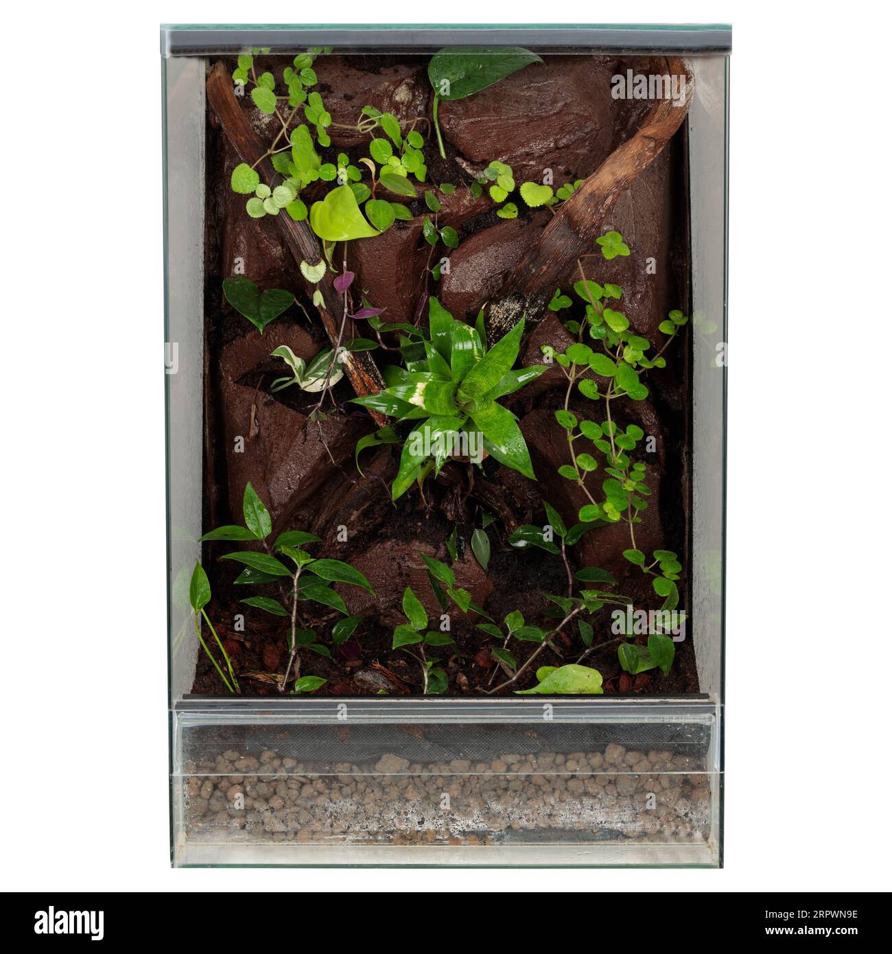 Terrarium en verre isolé pour l'élevage de lézard sur blanc Banque D'Images