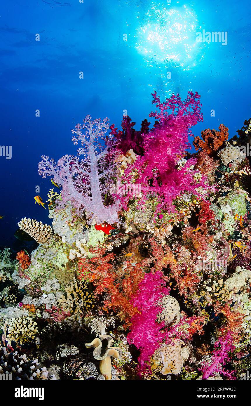 Corail mou Banque D'Images