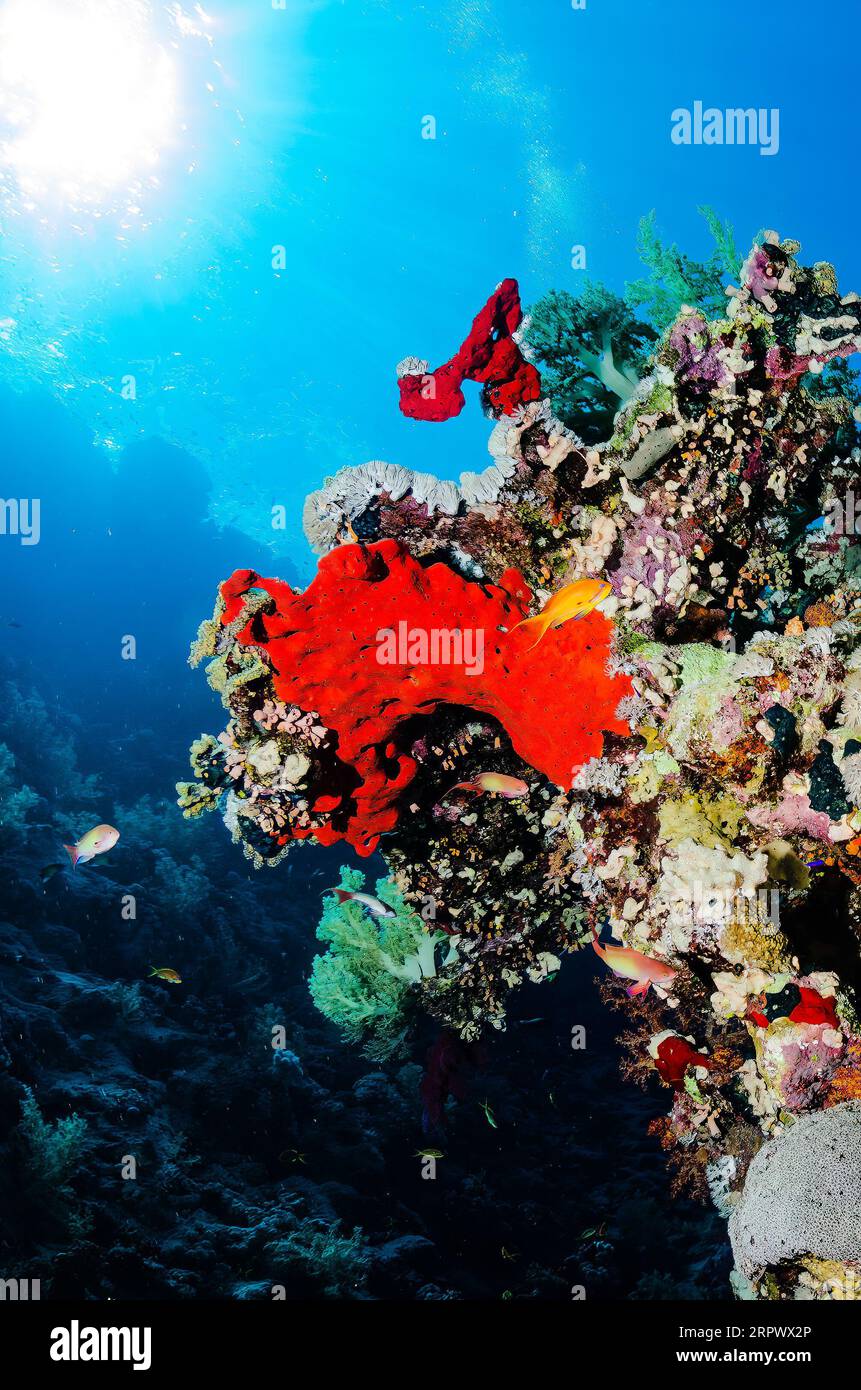 Rouge dans le bleu Banque D'Images