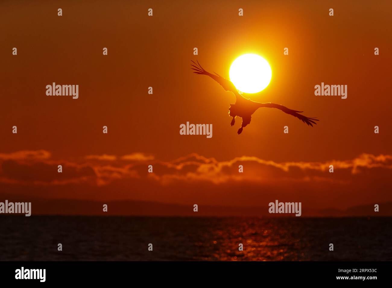 Aigle de mer à queue blanche (haliaetus albicilla) qui glisse dans les airs au lever du soleil. Belles couleurs du ciel avec des nuages. Île de Hokkaido, Japon Banque D'Images