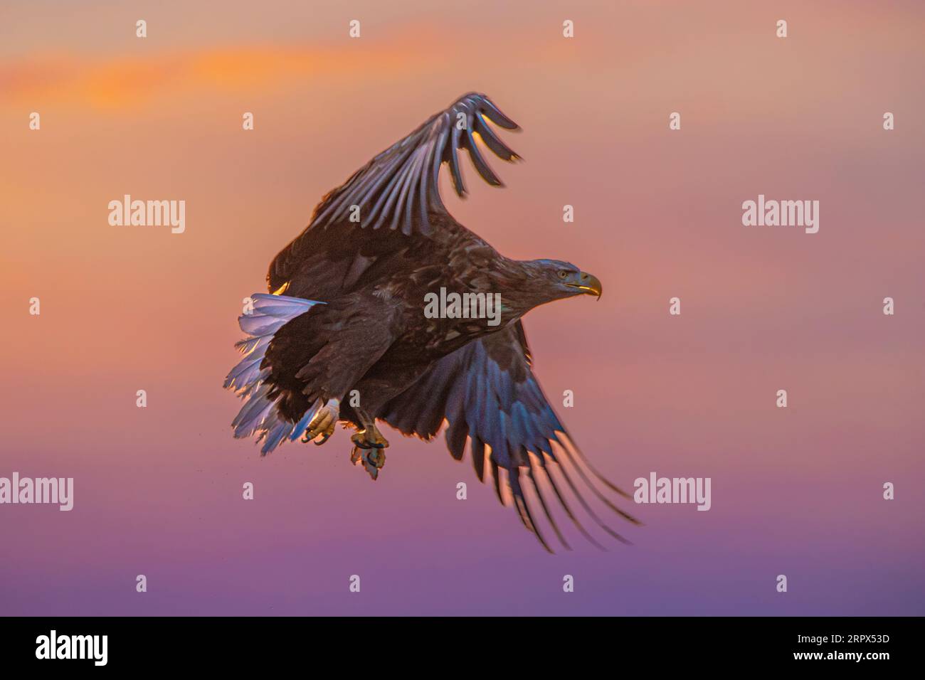 Aigle de mer à queue blanche (haliaetus albicilla) qui glisse dans les airs au lever du soleil. Belles couleurs du ciel avec des nuages. Île de Hokkaido, Japon Banque D'Images