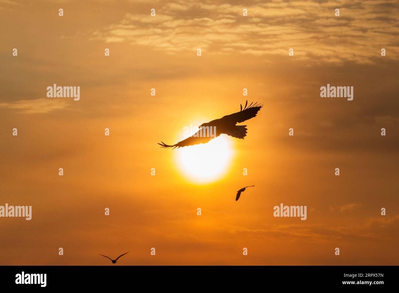 Aigle de mer à queue blanche (haliaetus albicilla) qui glisse dans les airs au lever du soleil. Belles couleurs du ciel avec des nuages. Île de Hokkaido, Japon Banque D'Images