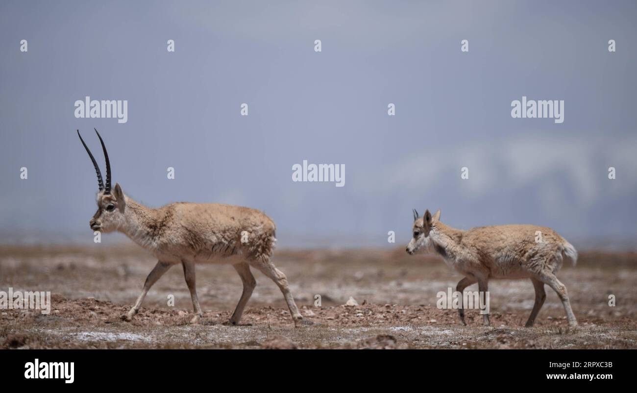 200516 -- HOH XIL, le 16 mai 2020 -- deux antilopes tibétaines sont observées à Hoh XIL, dans la province du Qinghai, au nord-ouest de la Chine, le 15 mai 2020. Les antilopes tibétaines enceintes ont commencé leur migration annuelle vers le cœur de la réserve naturelle Hoh XIL du nord-ouest de la Chine pour y accoucher, selon le communiqué publié vendredi par le bureau de gestion de la réserve. Le 30 avril, le premier groupe de 43 antilopes tibétaines a passé la route Qinghai-Tibet en route vers le lac Zonag et d'autres zones de reproduction à Hoh XIL, environ une semaine plus tôt que l'année dernière. Chaque année, des dizaines de milliers d'antilopes tibétaines enceintes commencent à migrer Banque D'Images