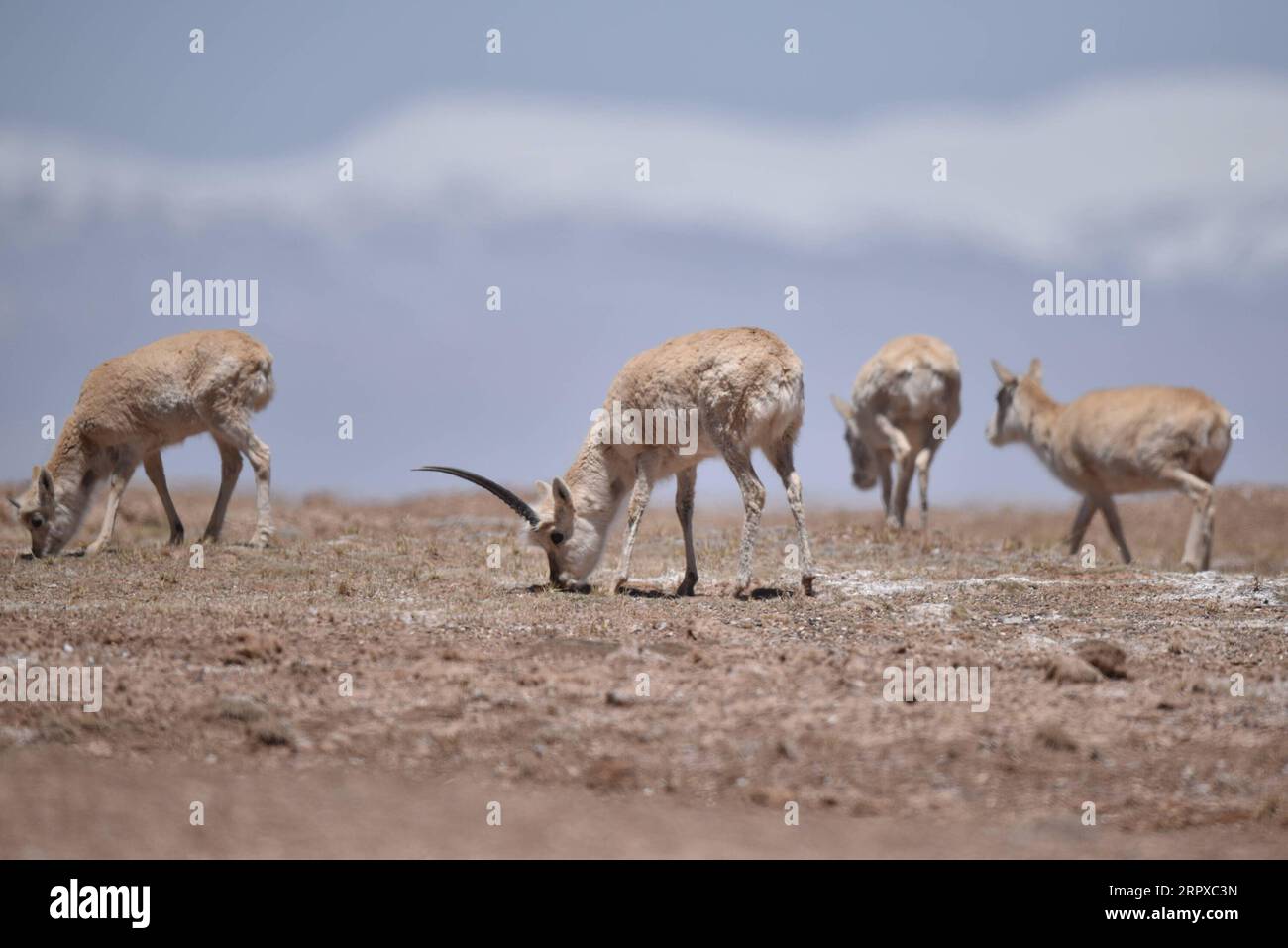 200516 -- HOH XIL, le 16 mai 2020 -- Un troupeau d'antilopes tibétaines a été vu à Hoh XIL, dans la province du Qinghai du nord-ouest de la Chine, le 16 mai 2020. Les antilopes tibétaines enceintes ont commencé leur migration annuelle vers le cœur de la réserve naturelle Hoh XIL du nord-ouest de la Chine pour y accoucher, selon le communiqué publié vendredi par le bureau de gestion de la réserve. Le 30 avril, le premier groupe de 43 antilopes tibétaines a passé la route Qinghai-Tibet en route vers le lac Zonag et d'autres zones de reproduction à Hoh XIL, environ une semaine plus tôt que l'année dernière. Chaque année, des dizaines de milliers d'antilopes tibétaines enceintes commencent t Banque D'Images
