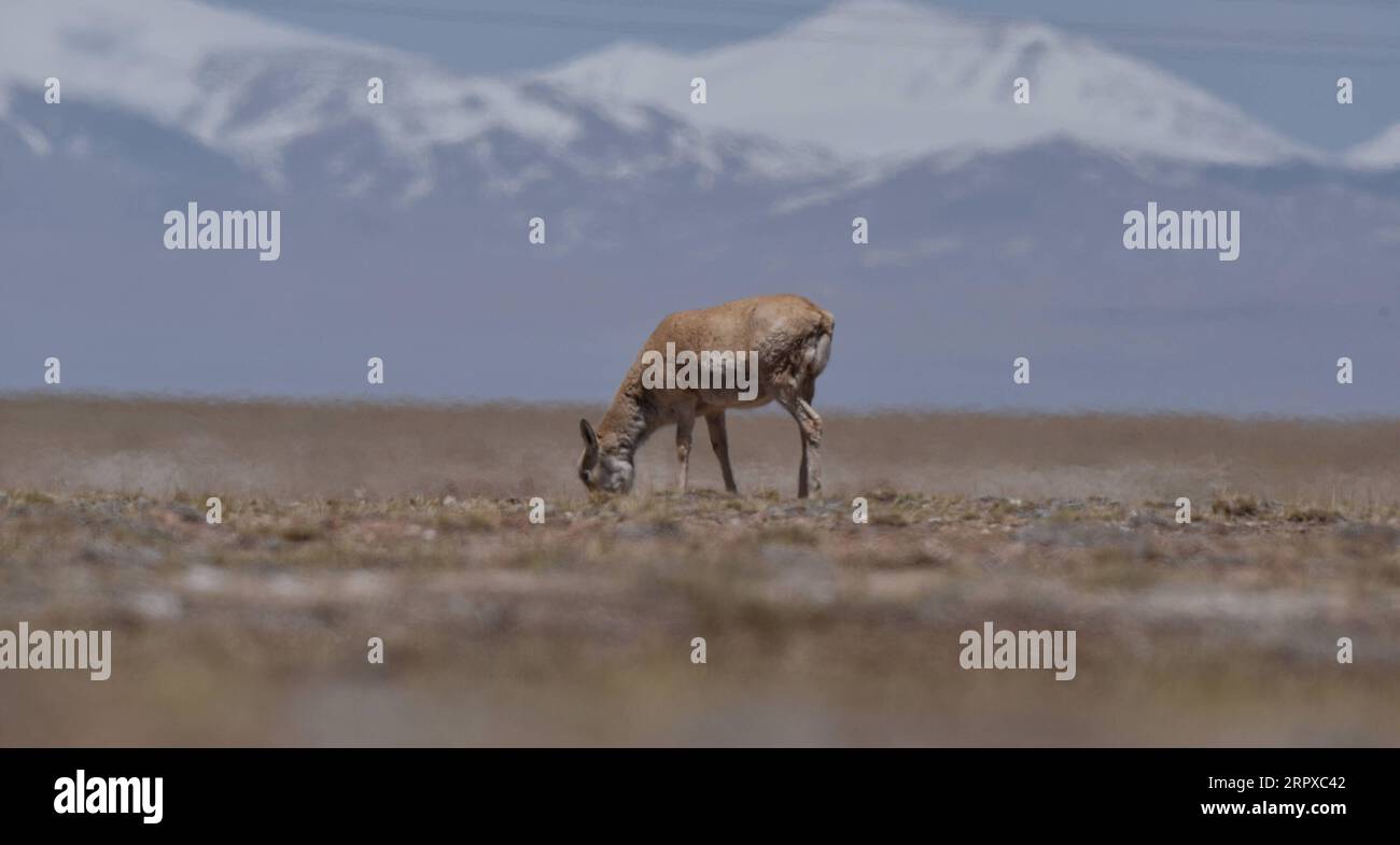 200516 -- HOH XIL, le 16 mai 2020 -- Une antilope tibétaine est vue à Hoh XIL, dans la province du Qinghai, au nord-ouest de la Chine, le 16 mai 2020. Les antilopes tibétaines enceintes ont commencé leur migration annuelle vers le cœur de la réserve naturelle Hoh XIL du nord-ouest de la Chine pour y accoucher, selon le communiqué publié vendredi par le bureau de gestion de la réserve. Le 30 avril, le premier groupe de 43 antilopes tibétaines a passé la route Qinghai-Tibet en route vers le lac Zonag et d'autres zones de reproduction à Hoh XIL, environ une semaine plus tôt que l'année dernière. Chaque année, des dizaines de milliers d'antilopes tibétaines enceintes commencent à migrer Banque D'Images