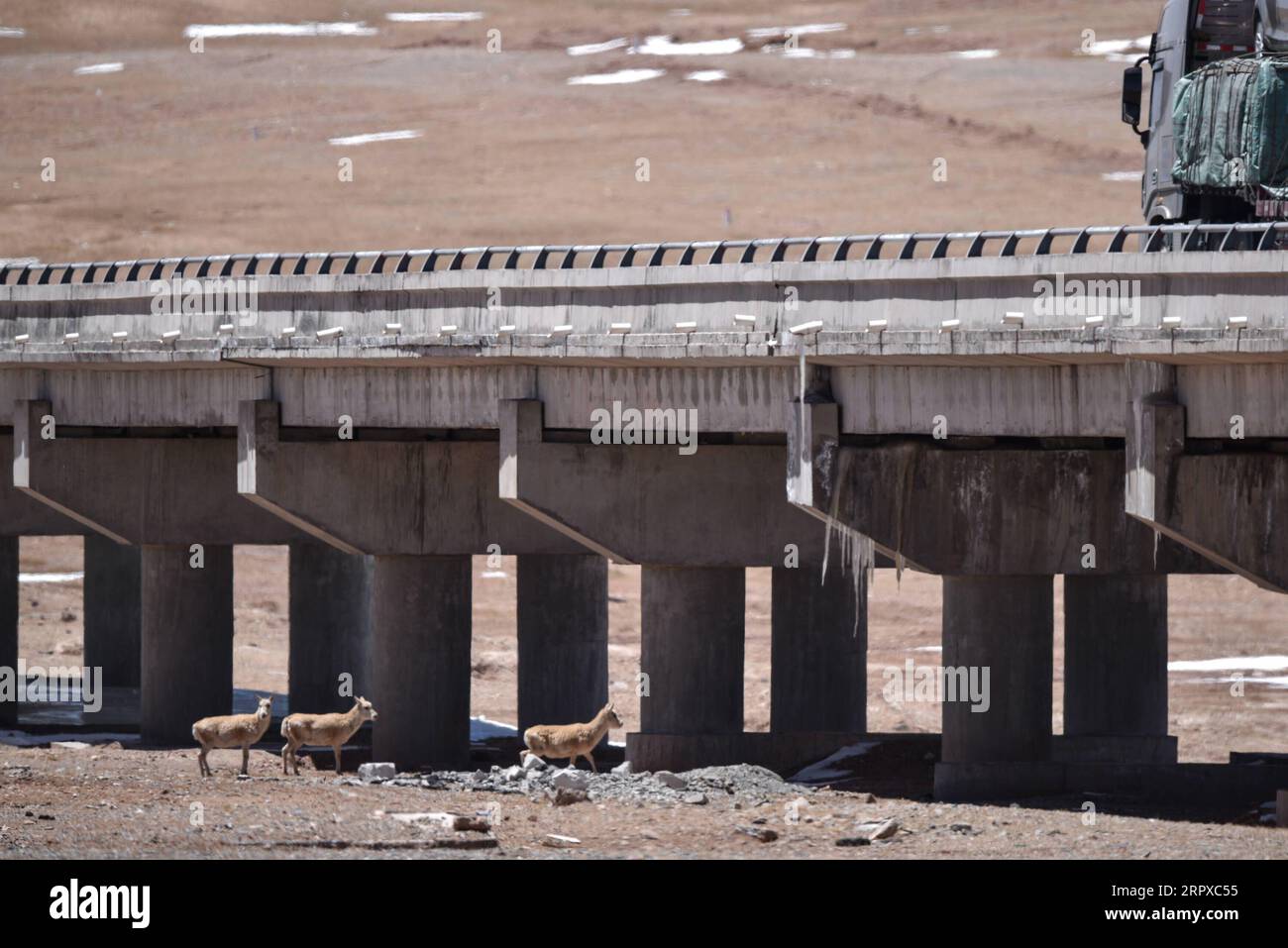 200516 -- Hoh XIL, 16 mai 2020 -- des antilopes tibétaines tentent de passer par un pont pour se diriger vers Hoh XIL dans la province du Qinghai, au nord-ouest de la Chine, le 16 mai 2020. Les antilopes tibétaines enceintes ont commencé leur migration annuelle vers le cœur de la réserve naturelle Hoh XIL du nord-ouest de la Chine pour y accoucher, selon le communiqué publié vendredi par le bureau de gestion de la réserve. Le 30 avril, le premier groupe de 43 antilopes tibétaines a passé la route Qinghai-Tibet en route vers le lac Zonag et d'autres zones de reproduction à Hoh XIL, environ une semaine plus tôt que l'année dernière. Chaque année, des dizaines de milliers de Tibet enceintes Banque D'Images