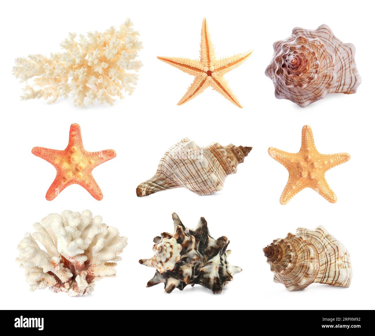 Ensemble avec des étoiles de mer, des coquillages et des coraux isolés sur blanc Banque D'Images