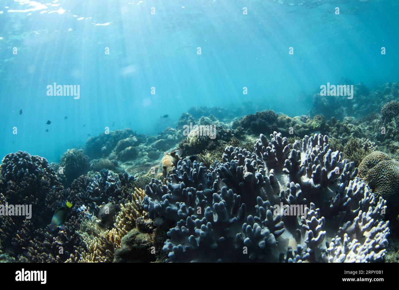 200608 -- HAIKOU, 8 juin 2020 -- une photo prise le 29 avril 2020 montre les coraux dans un ranch marin dans la zone maritime de l'île de Wuzhizhou à Sanya, dans la province de Hainan du sud de la Chine. Le ranch marin dans la zone maritime de l'île de Wuzhizhou à Sanya est le premier ranch marin tropical de Chine. Ces dernières années, le ranch marin a successivement procédé à la pose de récifs artificiels, à la restauration de l’environnement marin et à la transplantation de coraux, favorisant progressivement la protection et la restauration de l’écosystème marin. À la fin de 2019, un total de 1 526 récifs artificiels de pêche de divers types, 21 récifs de navires et un b Banque D'Images