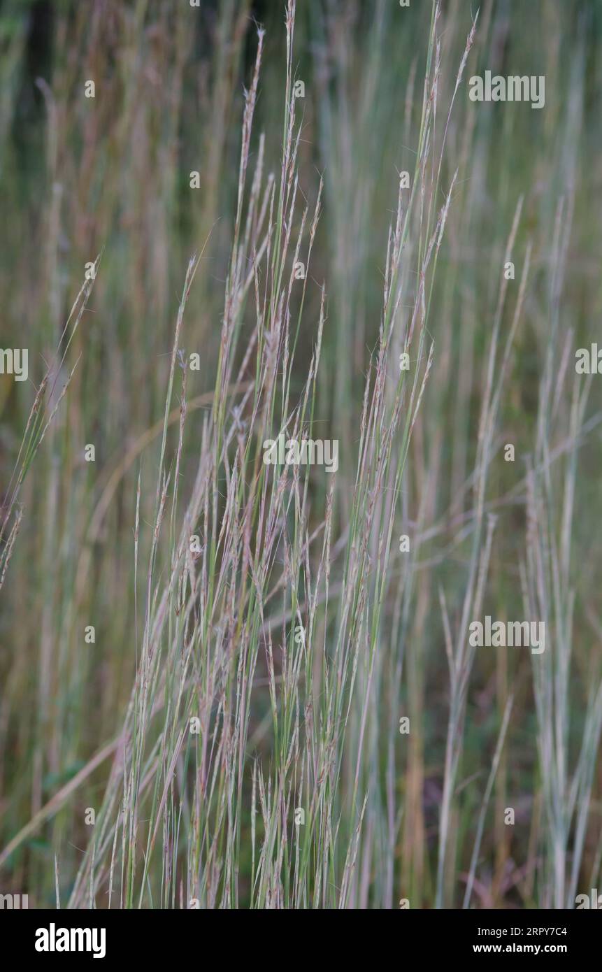 Little Bluestem, Schizachyrium scoparium Banque D'Images