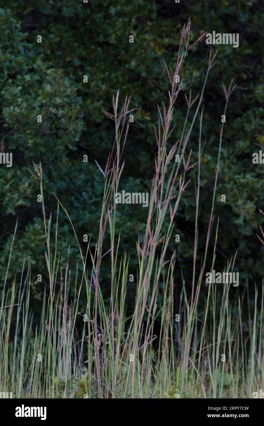 Le Barbon, Andropogon gerardii Banque D'Images