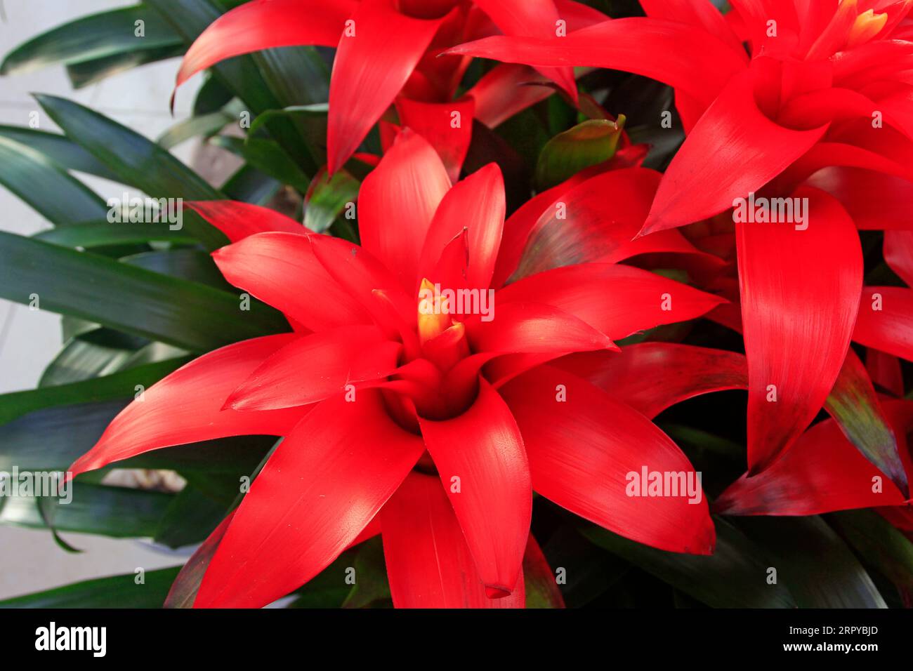 fleurs d'ananas rouge dans un jardin, gros plan de la photo Banque D'Images