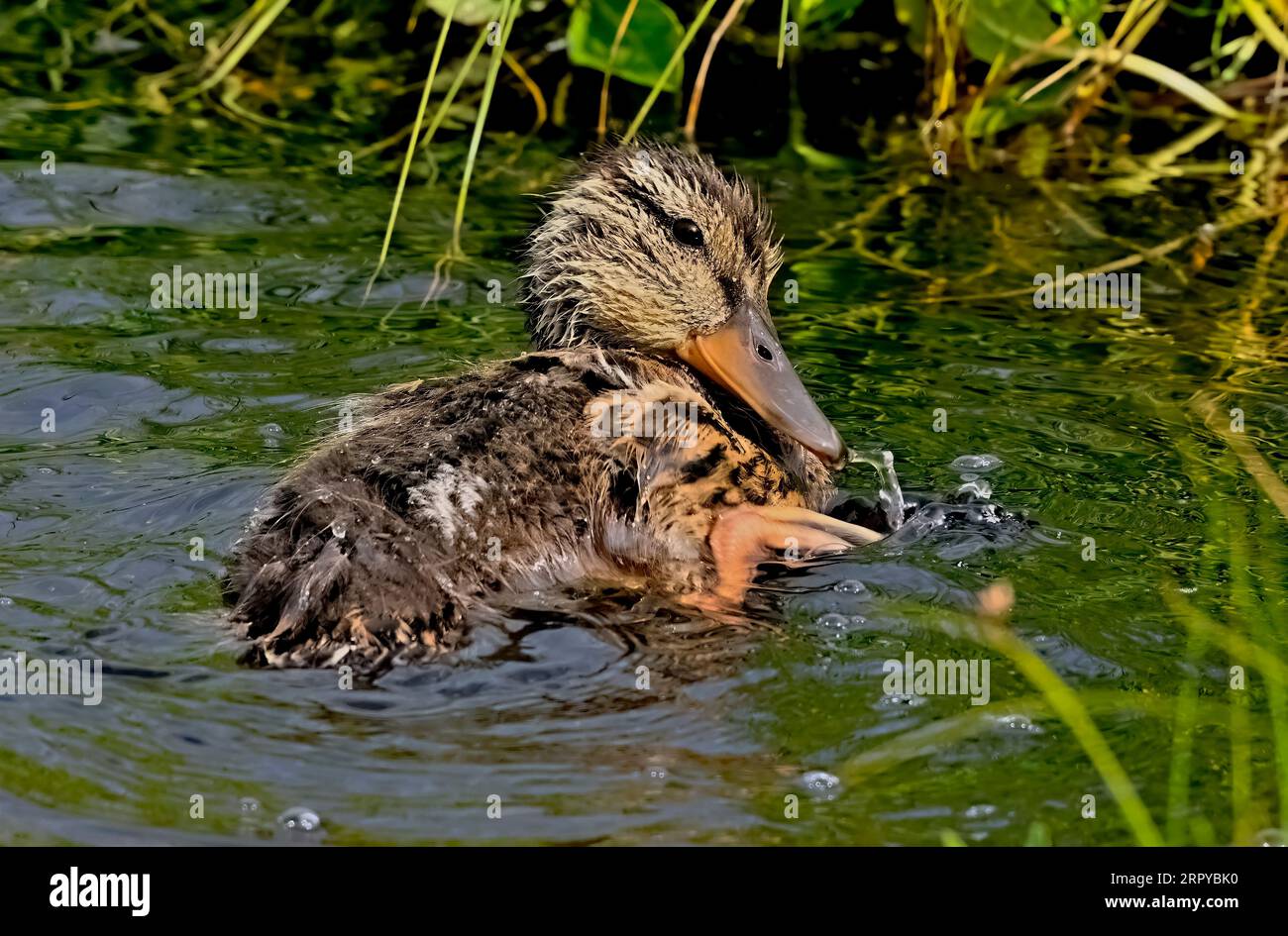 Un bébé canard colvert Anas platyrhynchos ; prenant un bain dans une zone abritée d'un lac rural Banque D'Images