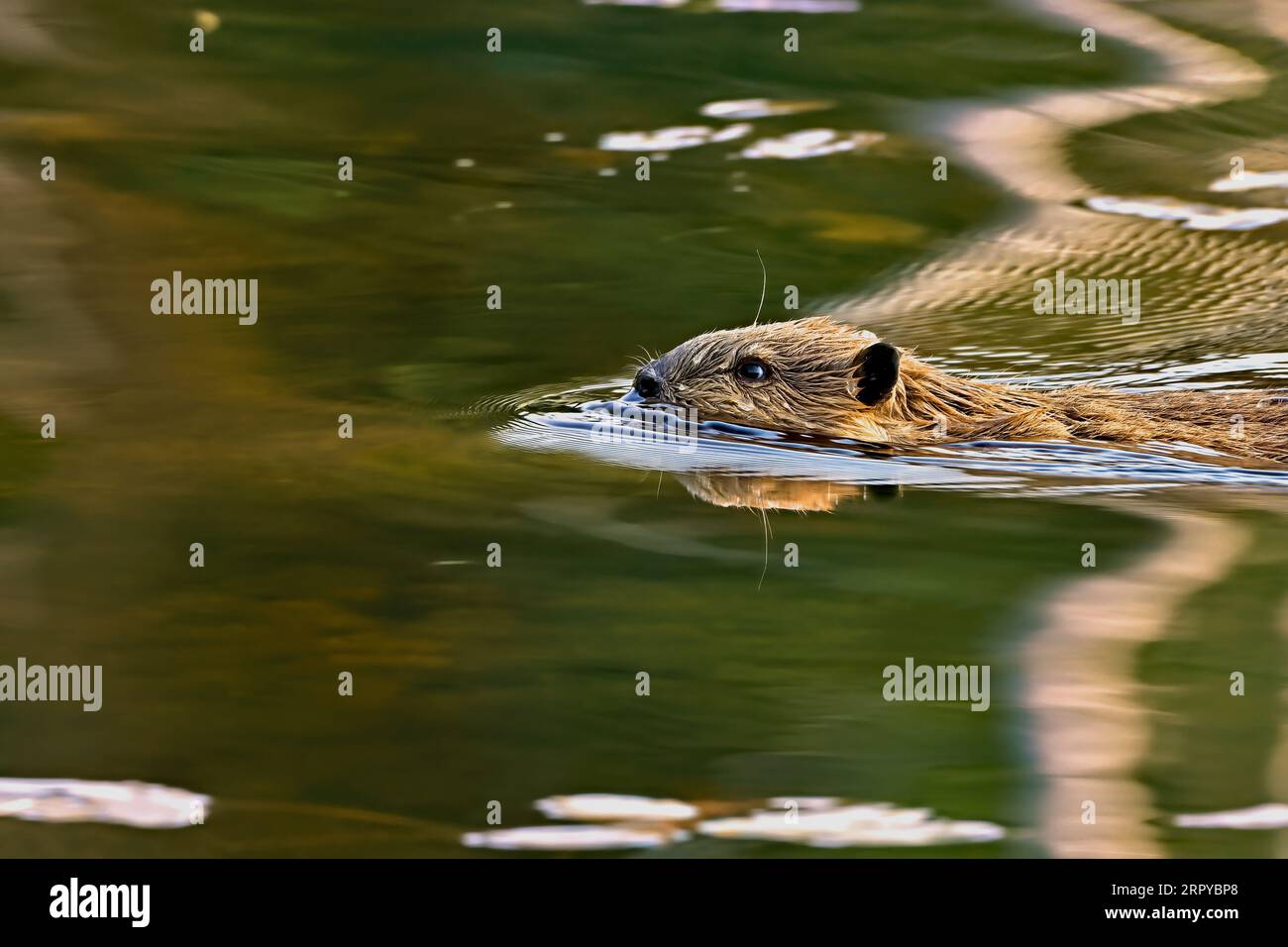 Un petit castor 'Castor canadensiss', nageant dans la chaude lumière du soir dans un petit lac dans la campagne de l'Alberta Canada. Banque D'Images