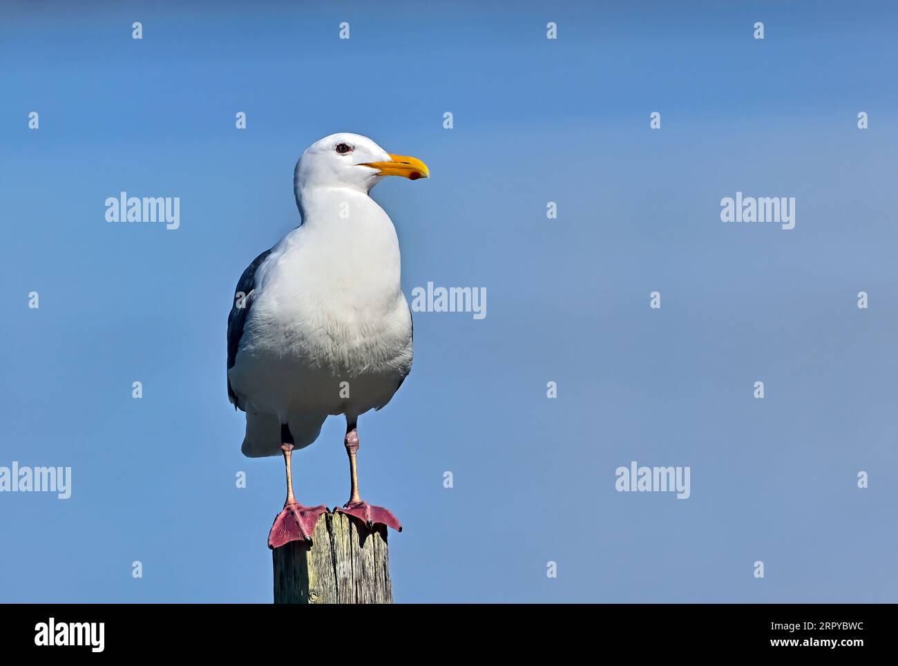 Une Mouette glauque à ailes 'Larus hyperboreuss', debout sur un poteau à Nanaimo Île de Vancouver Colombie-Britannique Canada Banque D'Images