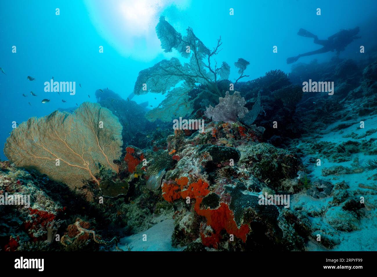 Un bloc de corail à passe bateau, Mayotte, s'élevant du fond sablonneux et entouré d'eaux turquoises dans un lagon tropical animé. Banque D'Images Un bloc de corail à passe bateau, Mayotte, s'élevant du fond sablonneux et entouré d'eaux turquoises dans un lagon tropical animé. Banque D'Images