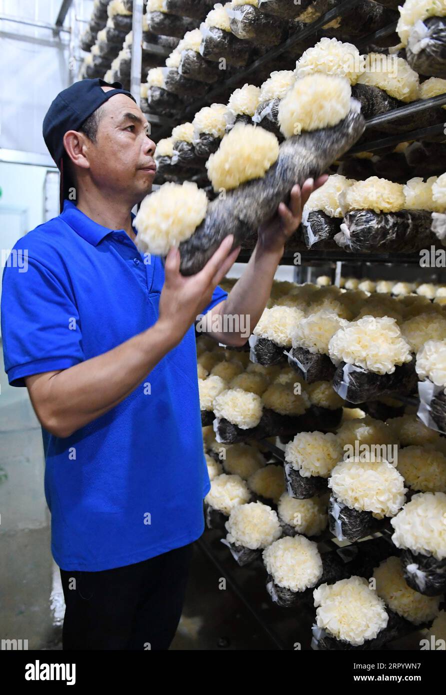 200717 -- NINGDE, le 17 juillet 2020 -- le technicien Wang Zhenquan vérifie la croissance de tremella dans une base de tremella dans le comté de Gutian, ville de Ningde, province du Fujian du sud-est de la Chine, le 14 juillet 2020. Au total, 38 variétés de champignons comestibles ont été développées dans le comté de Gutian. En 2019, la valeur de production de l'industrie des champignons comestibles dans le comté a atteint 10 milliards de yuans environ 1,4 milliards de dollars américains. CHINE-FUJIAN-NINGDE-INDUSTRIE DES CHAMPIGNONS CN LINXSHANCHUAN PUBLICATIONXNOTXINXCHN Banque D'Images