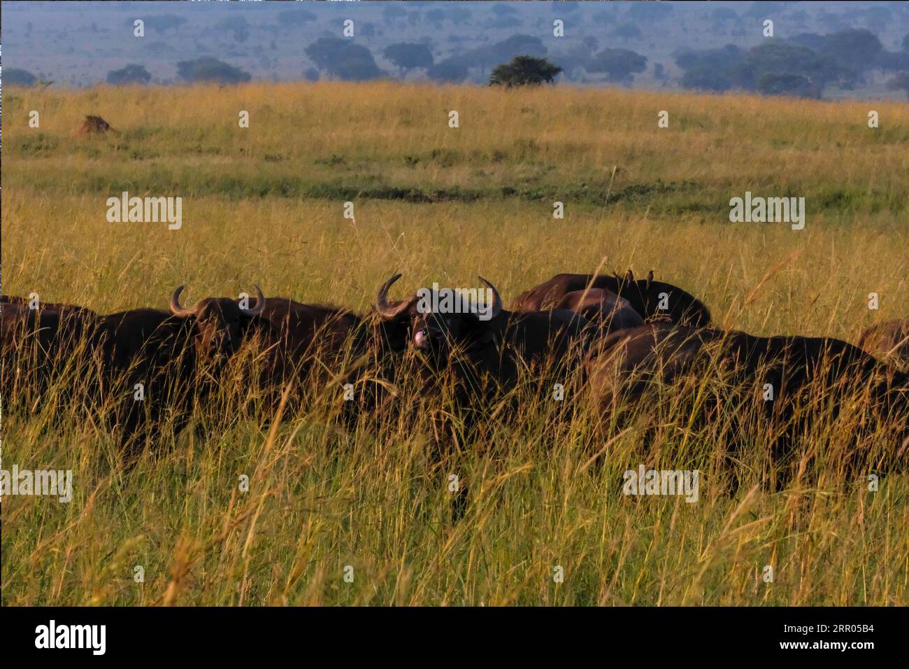 200729 -- KAABONG, 29 juillet 2020 Xinhua -- rassemblement du troupeau de buffles dans le parc national de la vallée de Kidepo, dans le district de Kaabong, au nord-est de l'Ouganda, le 29 juillet 2020. L’Ouganda a annoncé des mesures incitatives pour relancer la reprise du tourisme dans le contexte de la pandémie de COVID-19 qui a lourdement impacté le secteur. L’agence de conservation de l’État, Uganda Wildlife Authority UWA, a annoncé des baisses de prix pour catalyser la reprise du tourisme dans les zones protégées comme les parcs nationaux. Photo de Hajarah Nalwadda/Xinhua UGANDA-KAABONG-TOURISM RECOVERY-INCENTIVES PUBLICATIONxNOTxINxCHN Banque D'Images