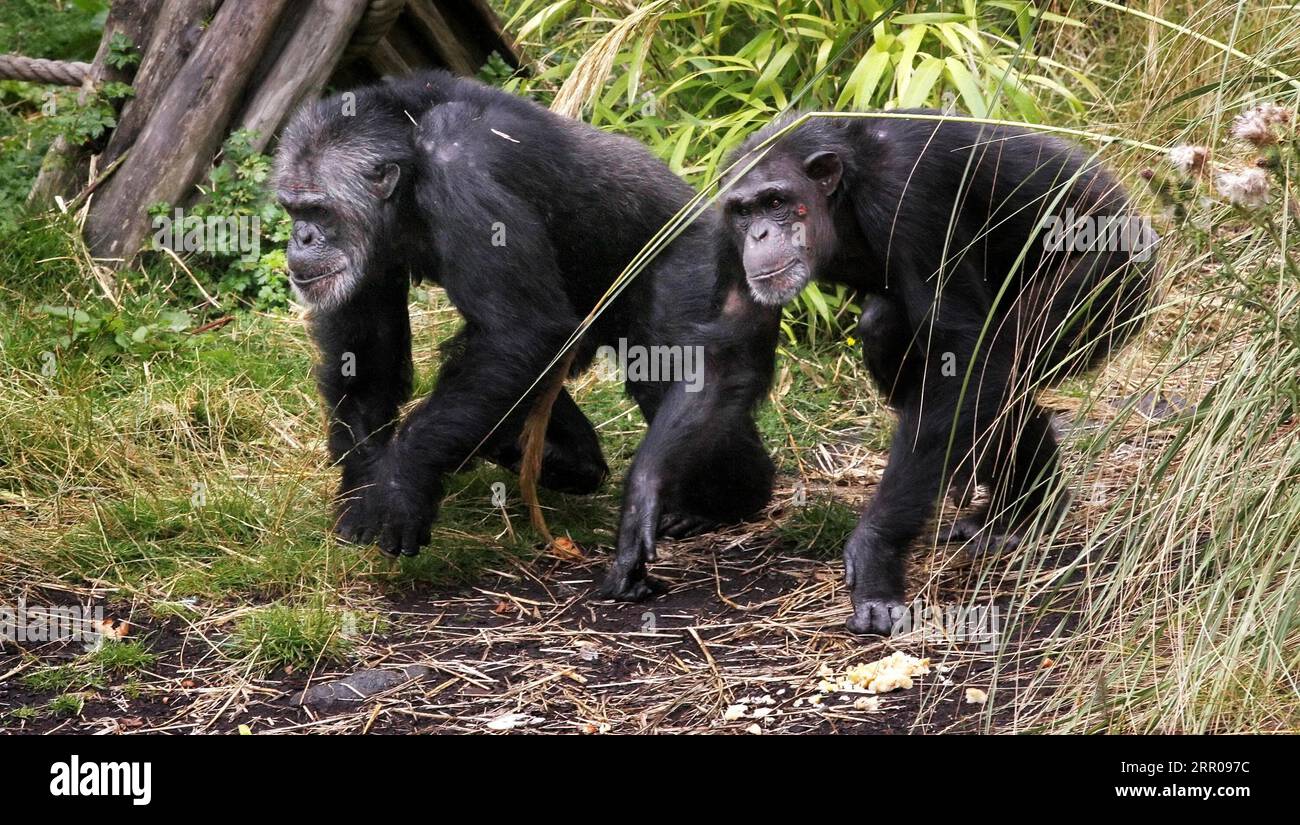 Photo de dossier datée du 10/08/10 de chimpanzés, car les épaules rotatives et les coudes prolongés qui permettent aux humains d’atteindre une étagère haute ou de lancer une balle peuvent avoir d’abord évolué comme un système de freinage naturel pour nos ancêtres primates, suggère une étude. Banque D'Images
