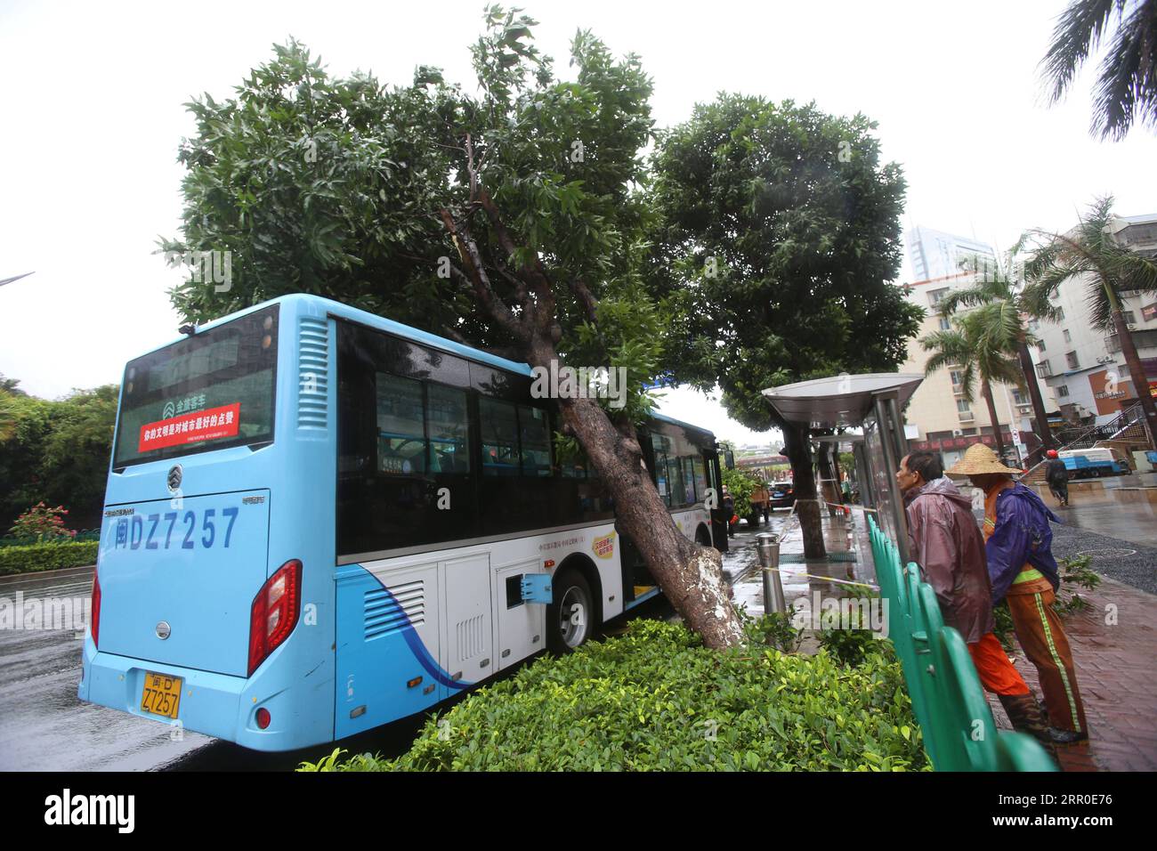 200811 -- XIAMEN, 11 août 2020 -- Un autobus est touché par un arbre tombé à Xiamen, dans la province du Fujian du sud-est de la Chine, le 11 août 2020. Le typhon Mekkhala, le sixième cette année, a touché terre vers 7:30 heures du matin mardi dans le comté de Zhangpu, dans la province du Fujian de l est de la Chine, apportant des coups de vent allant jusqu à 33 mètres par seconde près de son œil, selon les autorités météorologiques locales. Photo de /Xinhua CHINA-FUJIAN-TYPHOONCN ZengxDemeng PUBLICATIONxNOTxINxCHN Banque D'Images