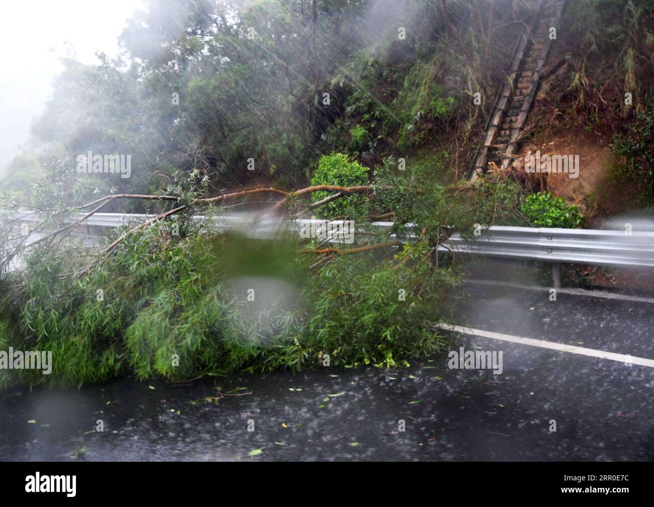 200811 -- ZHANGZHOU, le 11 août 2020 -- Un arbre tombé est vu sur une voie express dans le comté de Zhangpu de Zhangzhou, dans la province du Fujian du sud-est de la Chine, le 11 août 2020. Le typhon Mekkhala, le sixième cette année, a touché terre vers 7:30 heures du matin mardi dans le comté de Zhangpu, dans la province du Fujian de l est de la Chine, apportant des coups de vent allant jusqu à 33 mètres par seconde près de son œil, selon les autorités météorologiques locales. CHINA-FUJIAN-TYPHOONCN WeixPeiquan PUBLICATIONxNOTxINxCHN Banque D'Images